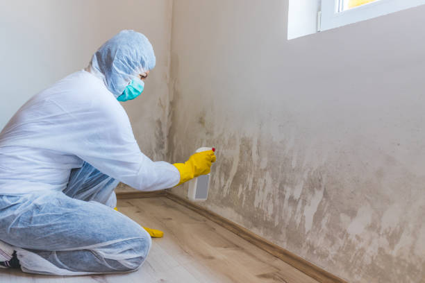 Professional mold removal team in Hillsboro